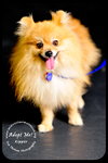 Kipper