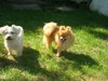 Kipper