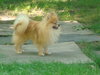 Kipper