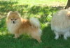 Kipper