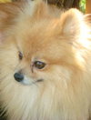 Kipper