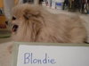 Blondie