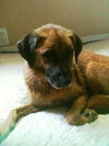 Cinni