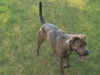 Carley