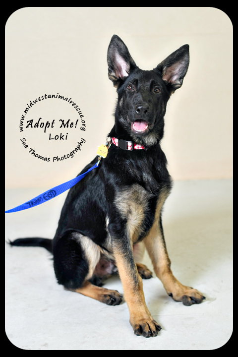 Loki