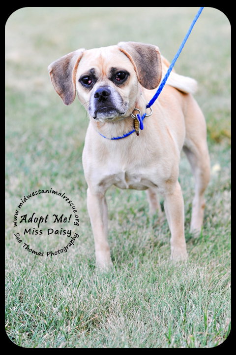 Miss Daisy