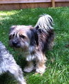 Benji
