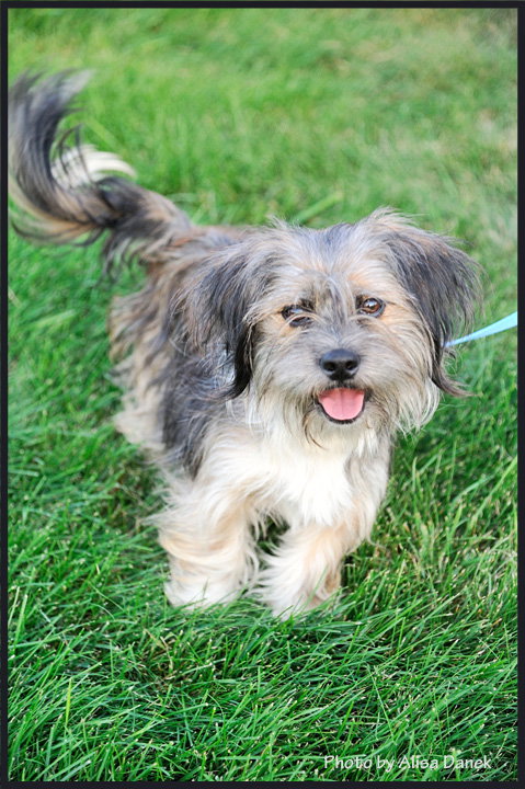 Benji