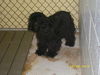 Dixie-cocker spaniel