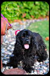 Dixie-cocker spaniel