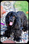 Dixie-cocker spaniel