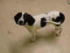 Penny Puppy