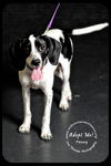 Penny Puppy