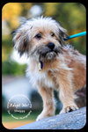 Shaggy Puppy