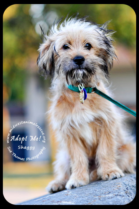 Shaggy Puppy
