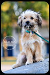 Shaggy Puppy