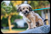 Shaggy Puppy