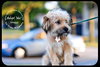 Shaggy Puppy
