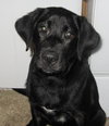 Chief - Puppy