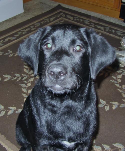 Chief - Puppy