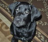 Chief - Puppy