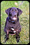 Chief - Puppy