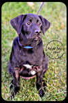 Chief - Puppy