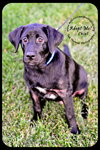 Chief - Puppy
