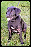 Chief - Puppy