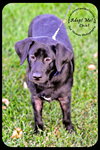 Chief - Puppy