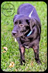 Chief - Puppy