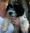 Pippin -Puppy