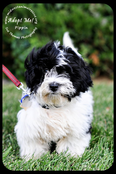 Pippin -Puppy