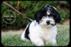 Pippin -Puppy