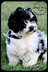 Pippin -Puppy