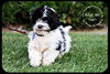 Pippin -Puppy