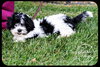 Pippin -Puppy