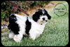 Pippin -Puppy