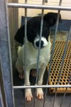 Ella-Puppy