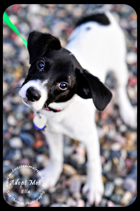 Ella-Puppy