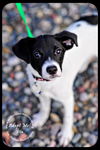 Ella-Puppy