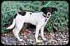 Ella-Puppy