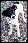Ella-Puppy