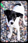 Ella-Puppy