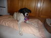 Ella-Puppy