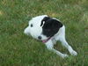 Ella-Puppy