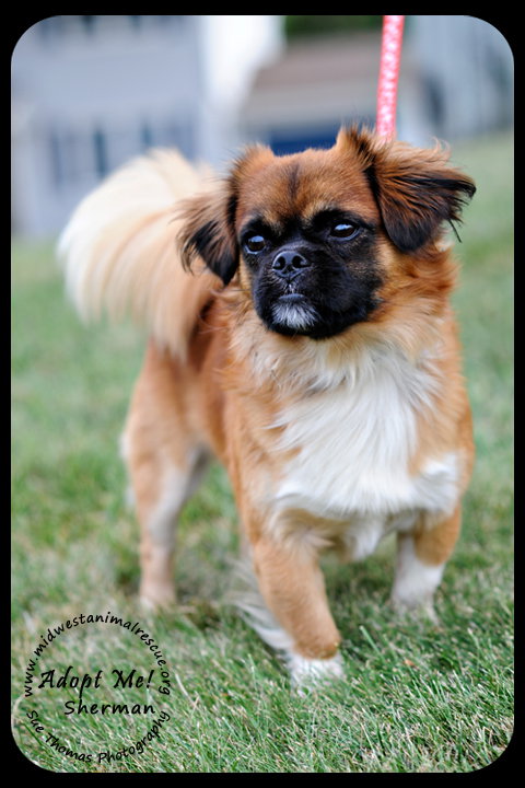Sherman