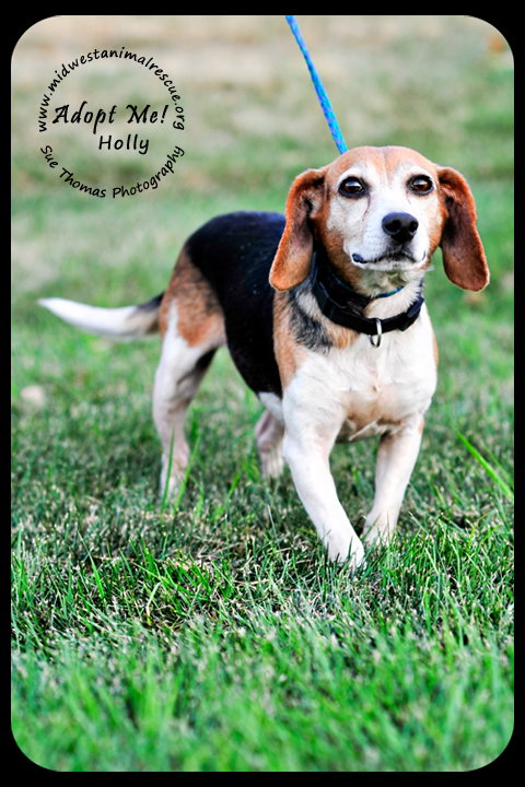 Holly