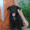 Billy- Puppy