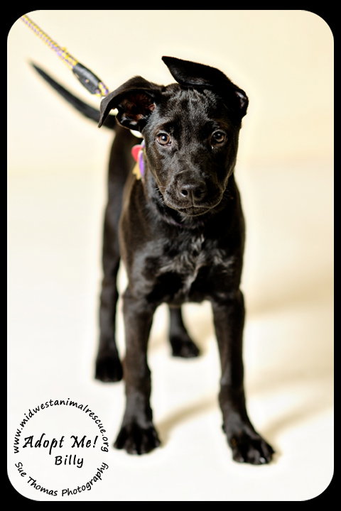 Billy- Puppy